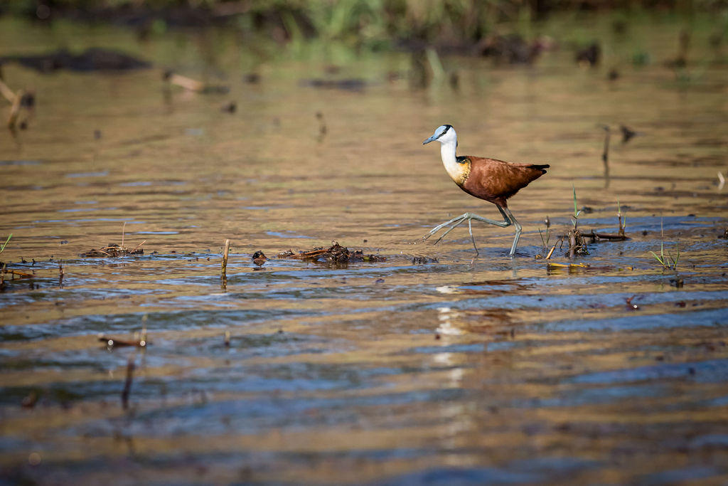 Exclusive Zambezi River Boat Cruises gallery image 11