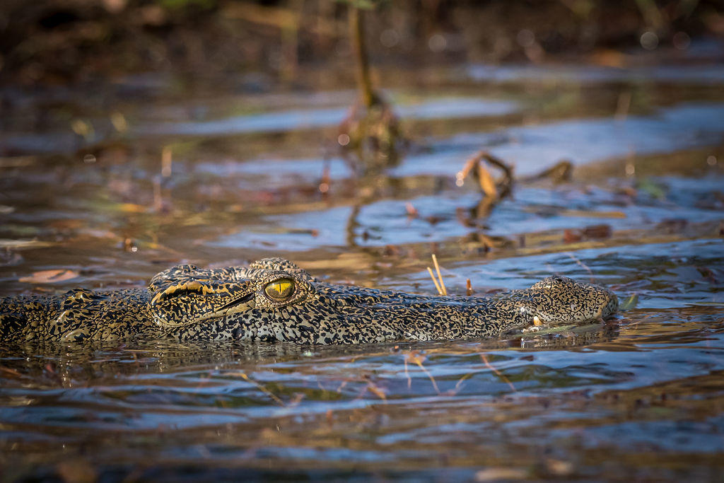 Exclusive Zambezi River Boat Cruises gallery image 13