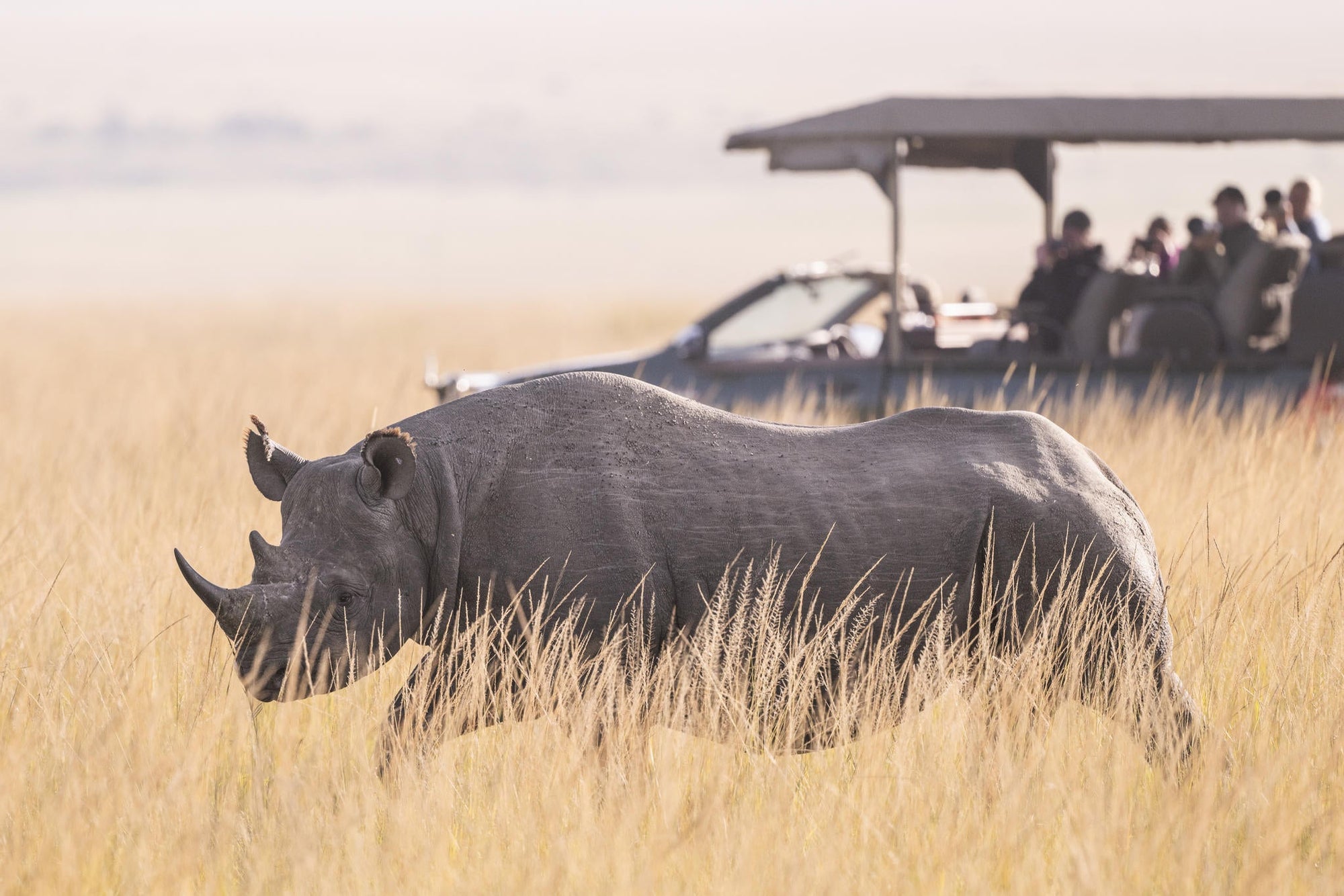 Game Drives gallery image 21