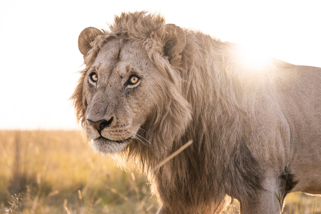 Game Drives gallery image 17