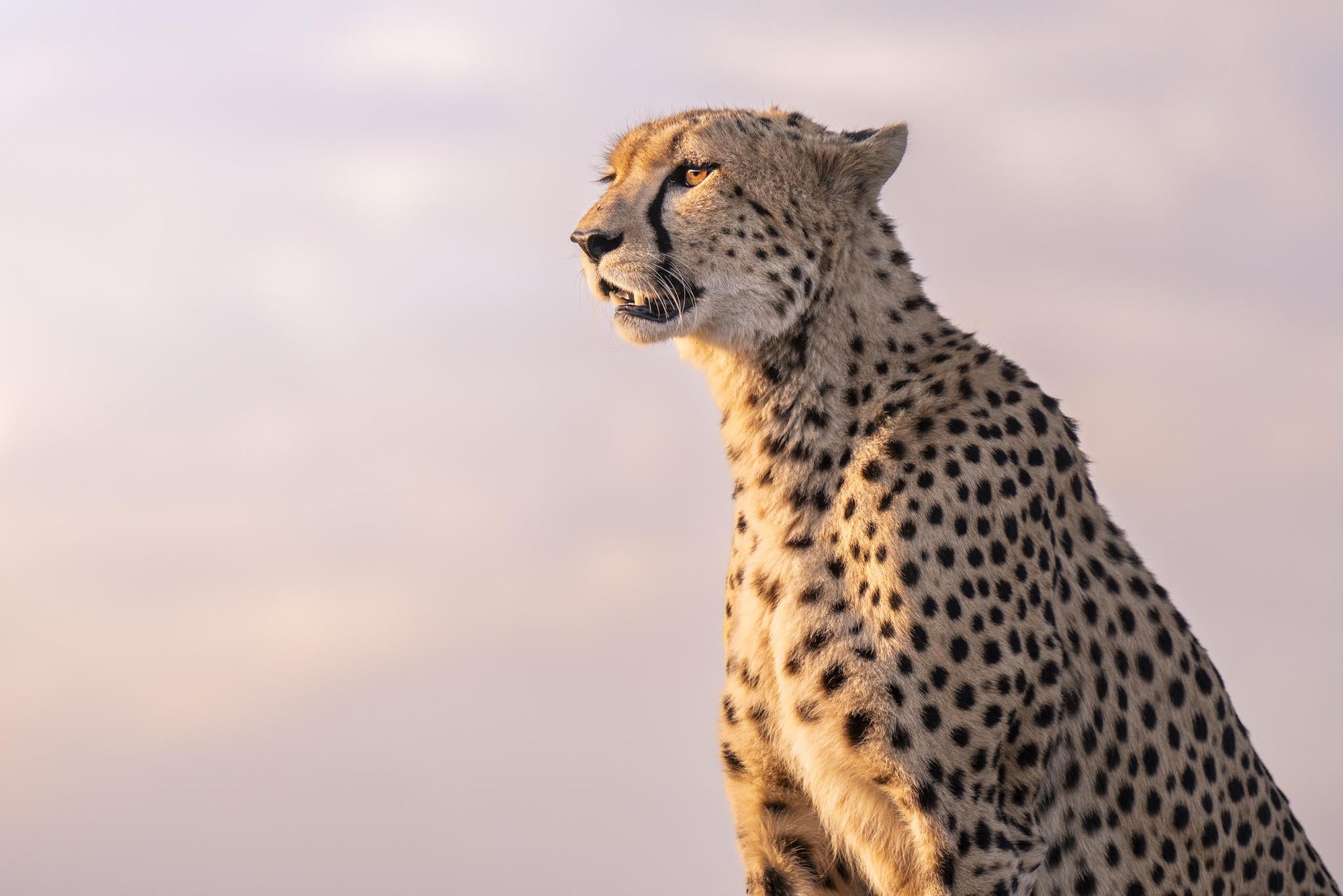 Mara-Meru Cheetah Project gallery image 1