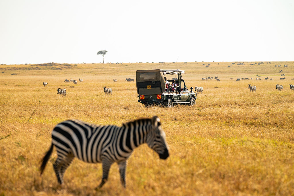 The Game Drive Experience gallery image 7