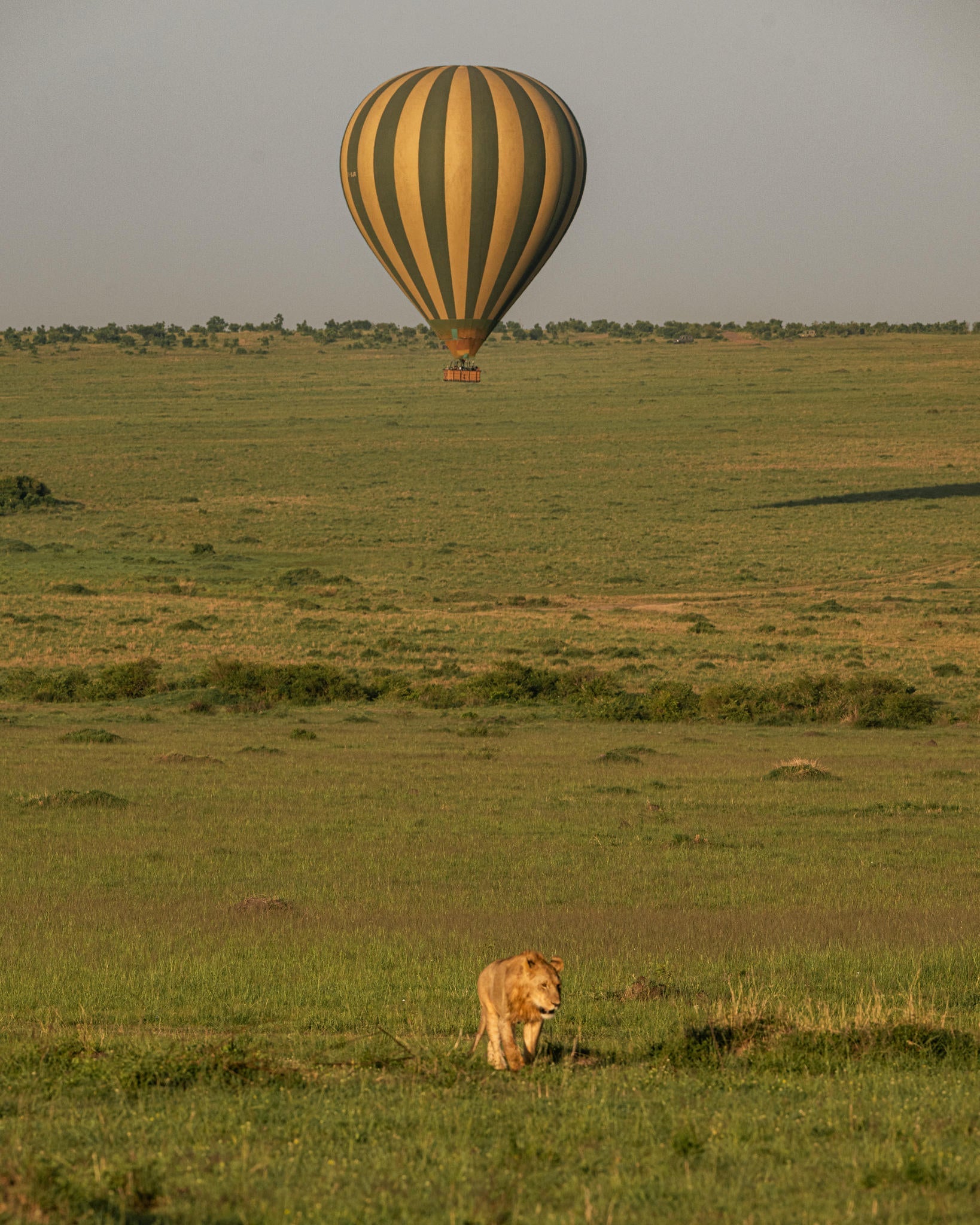 Balloon Safari gallery image 3