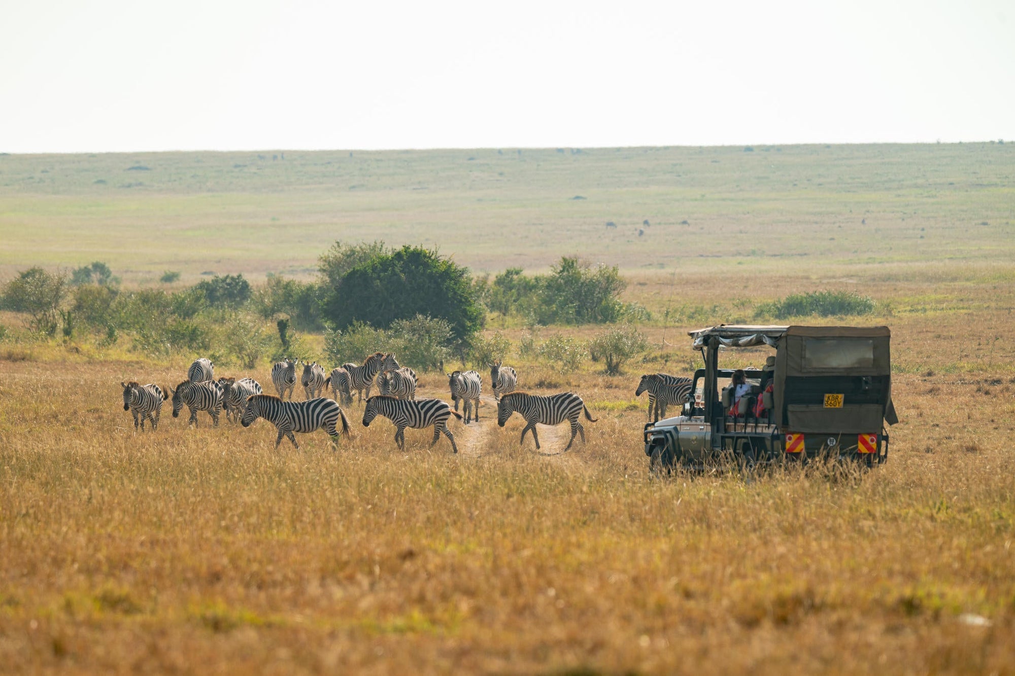 The Game Drive Experience gallery image 8