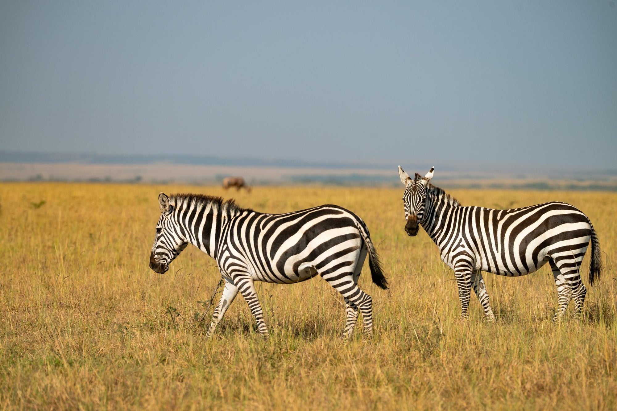 The Game Drive Experience gallery image 9