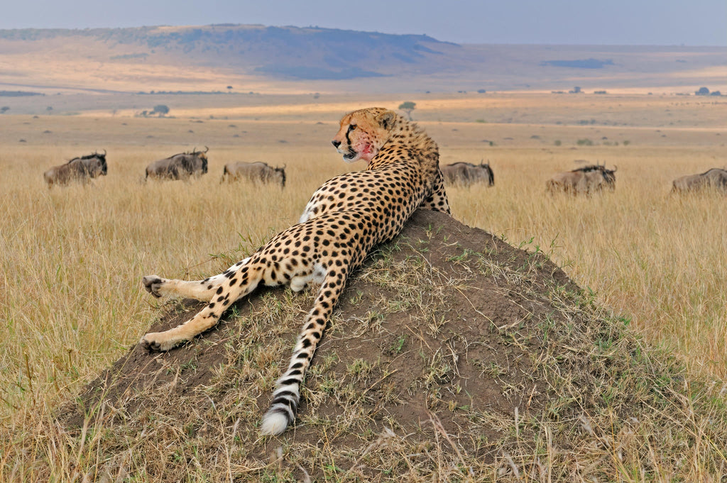 The Game Drive Experience gallery image 10