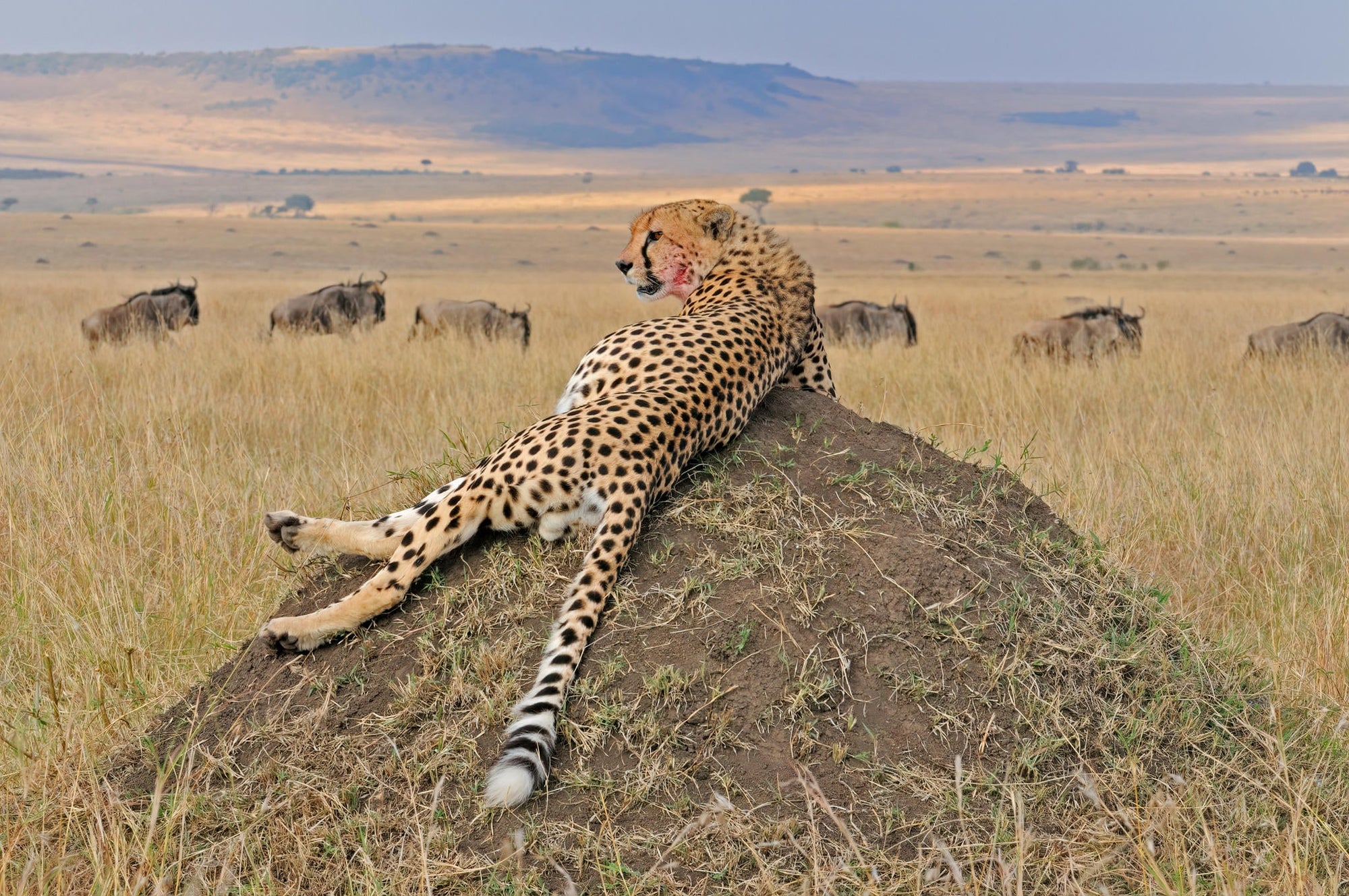 The Game Drive Experience gallery image 10
