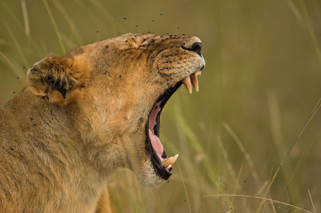 The Game Drive Experience gallery image 7