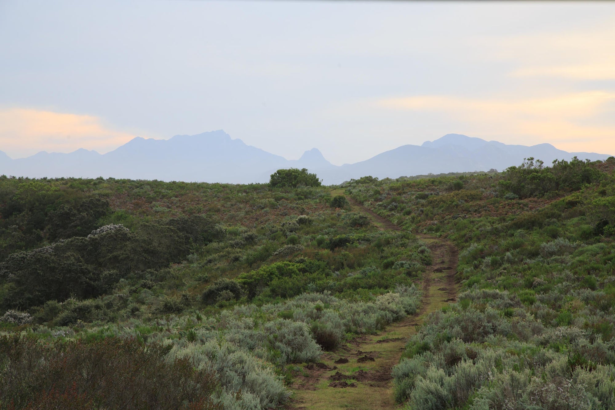 Guided Fynbos Walks gallery image 2