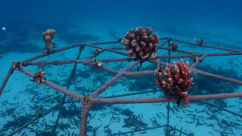 Coral Reef Frame Project (Additional Cost) gallery image 1