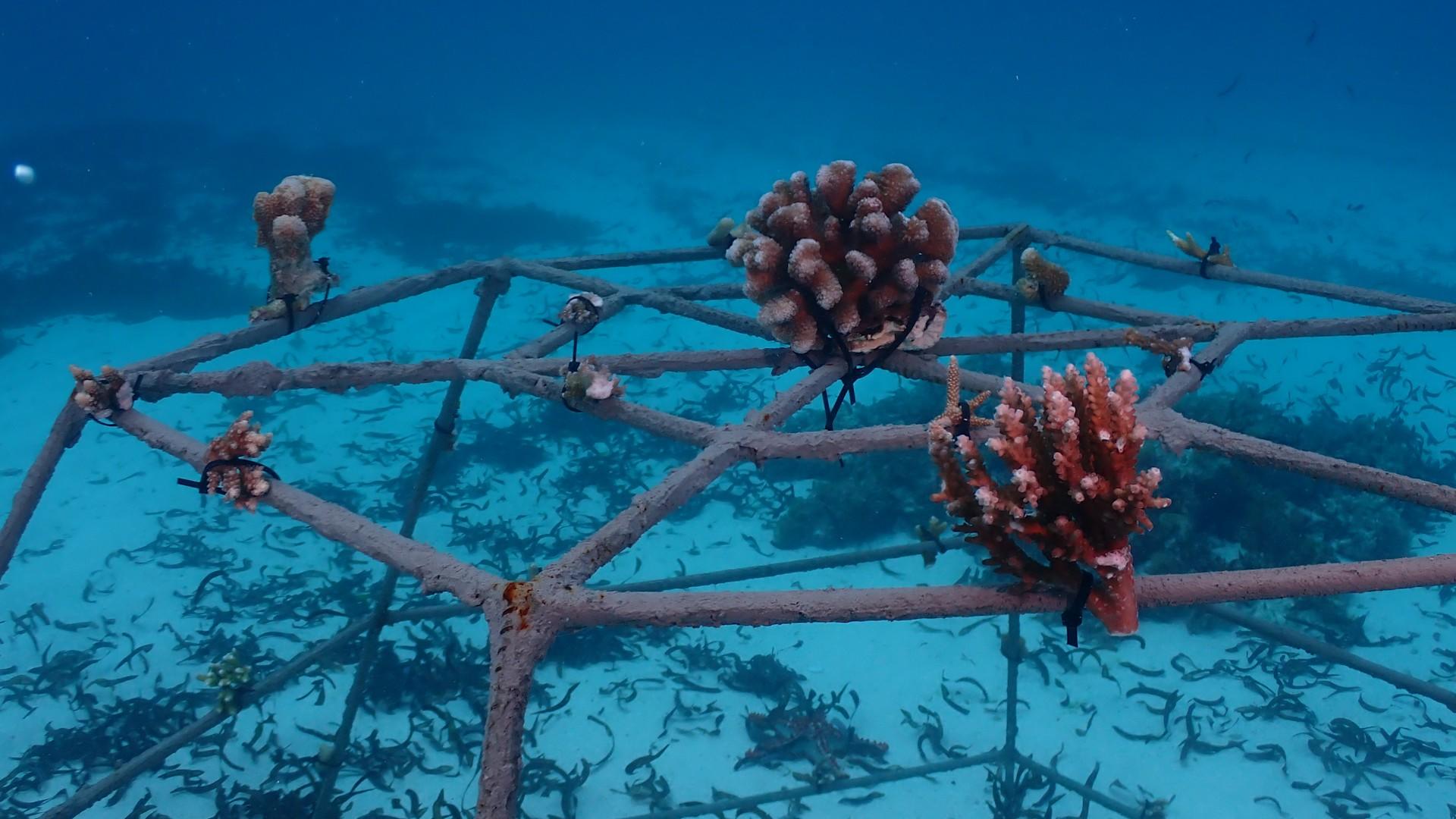 Coral Reef Frame Project (Additional Cost) gallery image 1