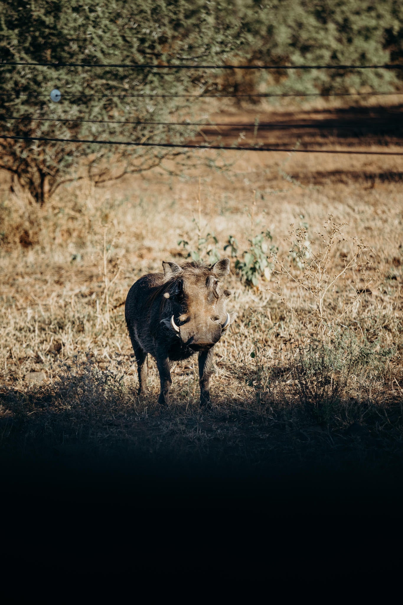 Mapungubwe Game Drive gallery image 2
