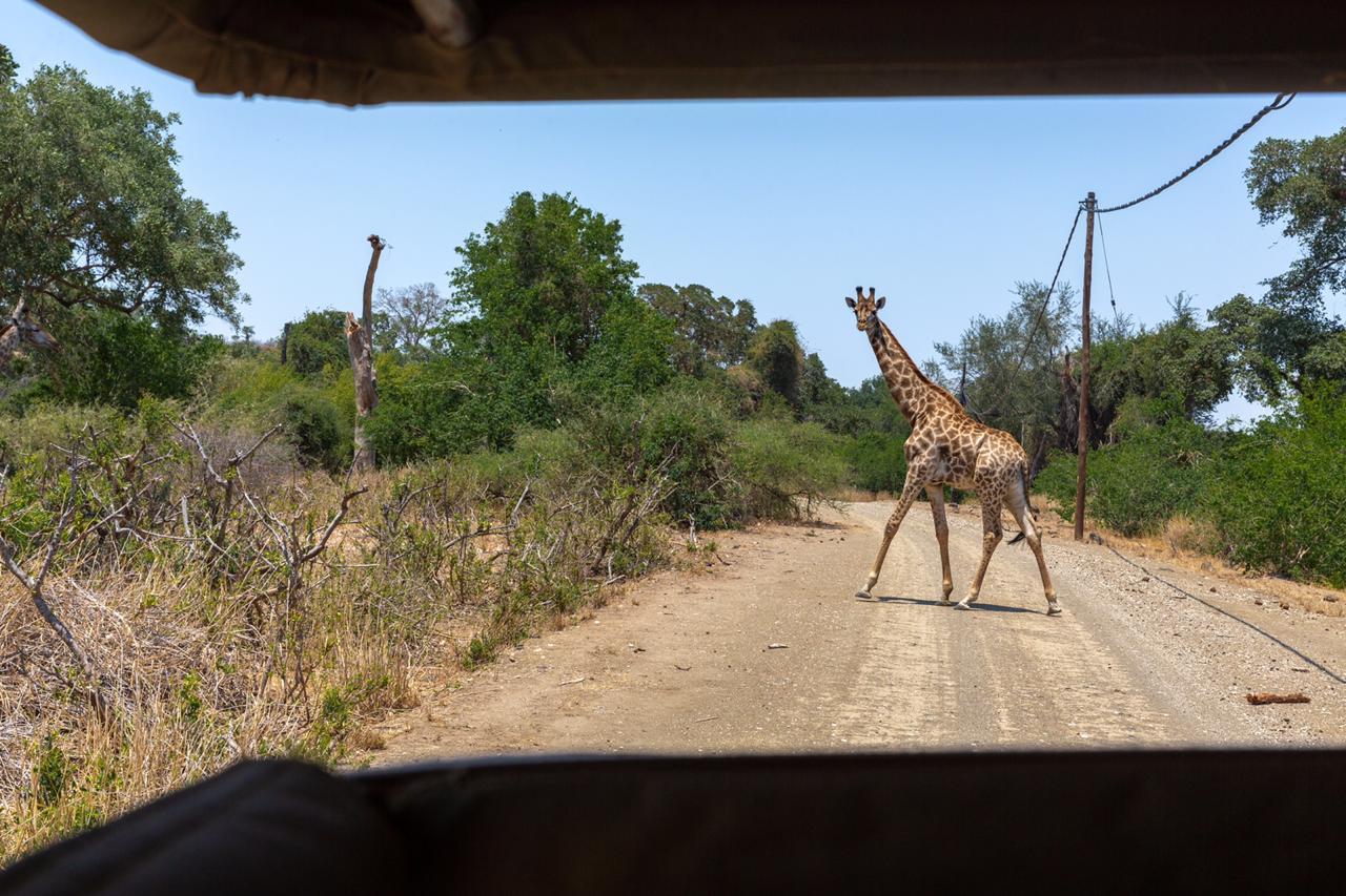 Mapungubwe Game Drive gallery image 6