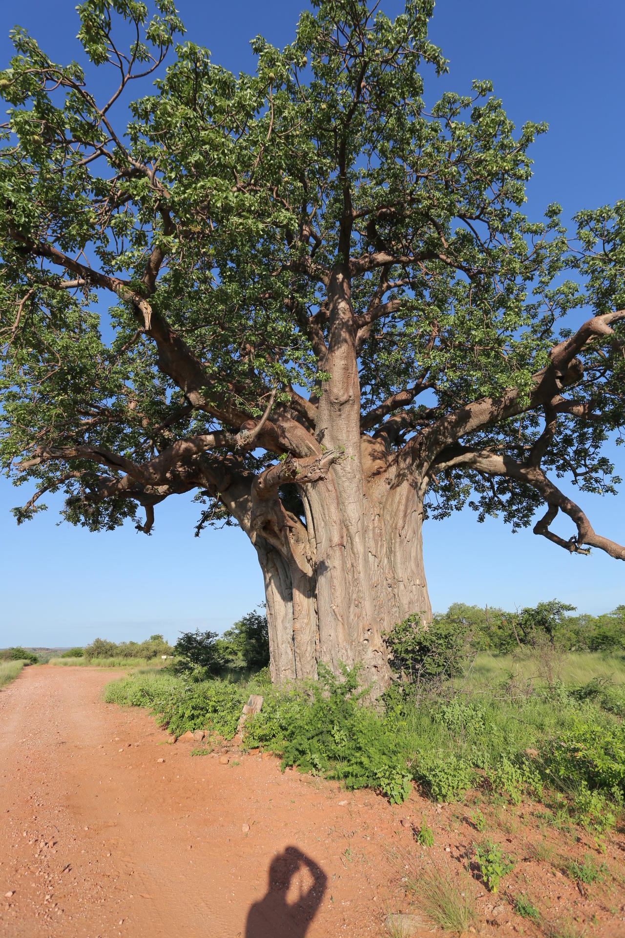Mapungubwe Game Drive gallery image 9