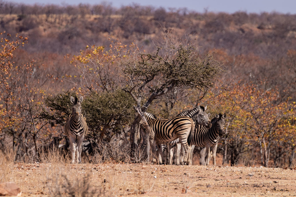 Mapesu Game Drives gallery image 10
