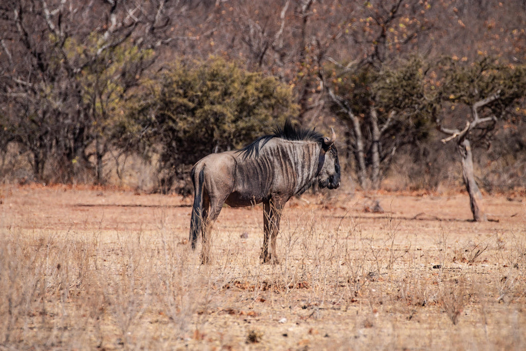 Mapesu Game Drives gallery image 8
