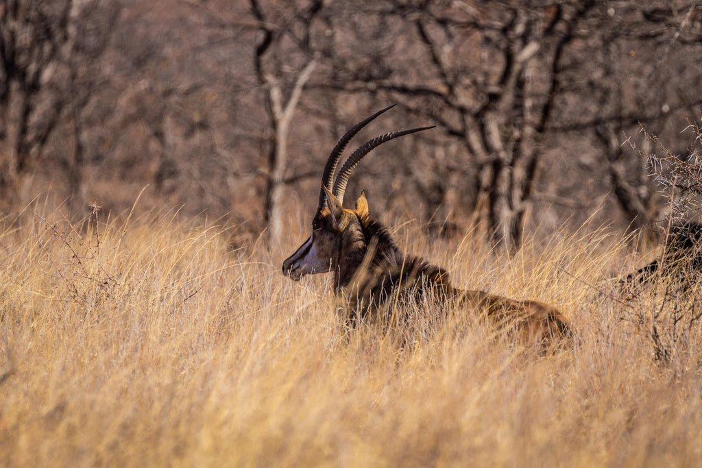 Mapesu Game Drives gallery image 2