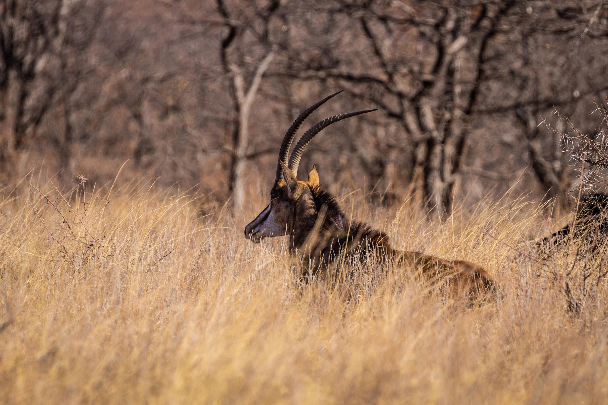 Mapesu Game Drives gallery image 2