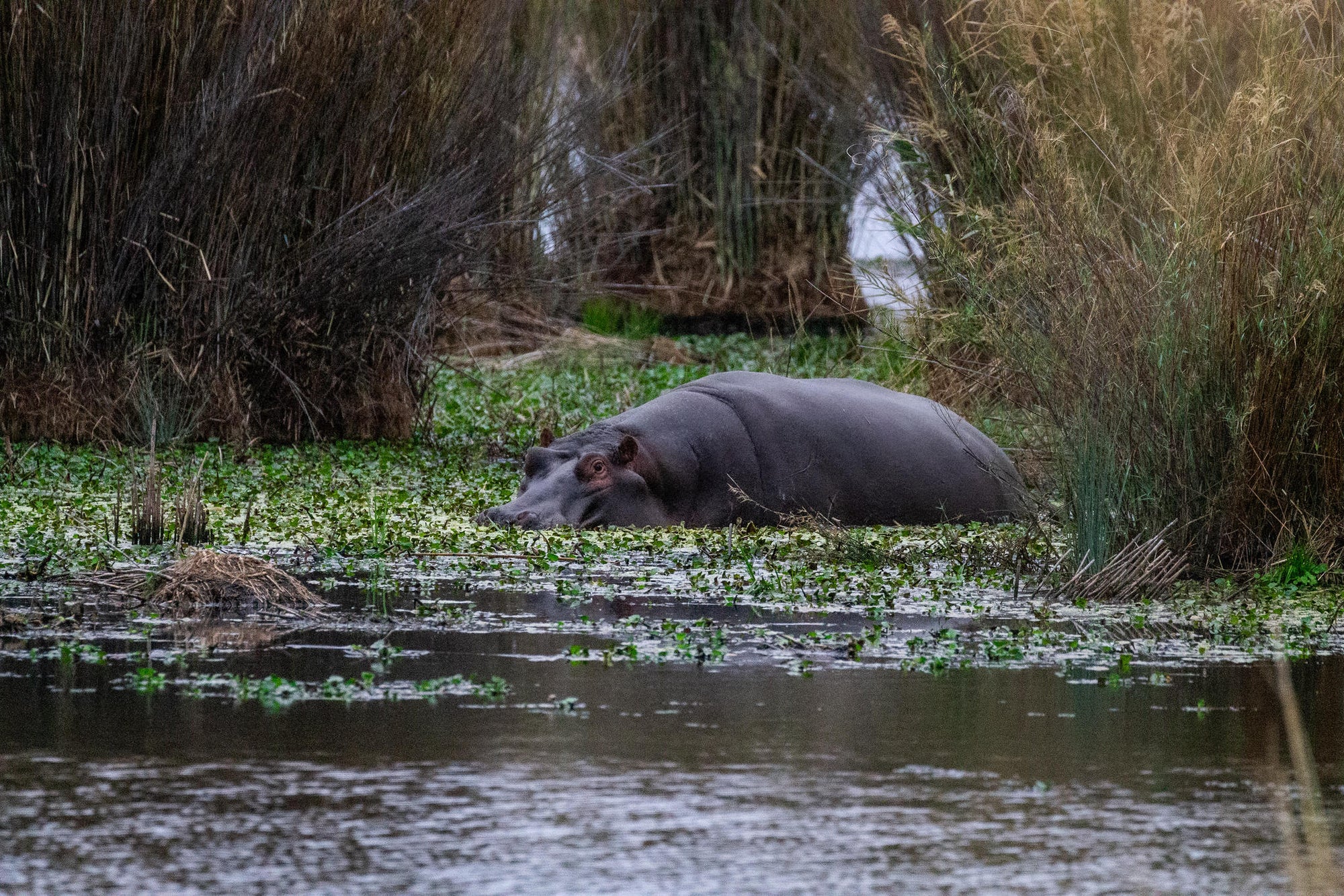 Mapesu Game Drives gallery image 4
