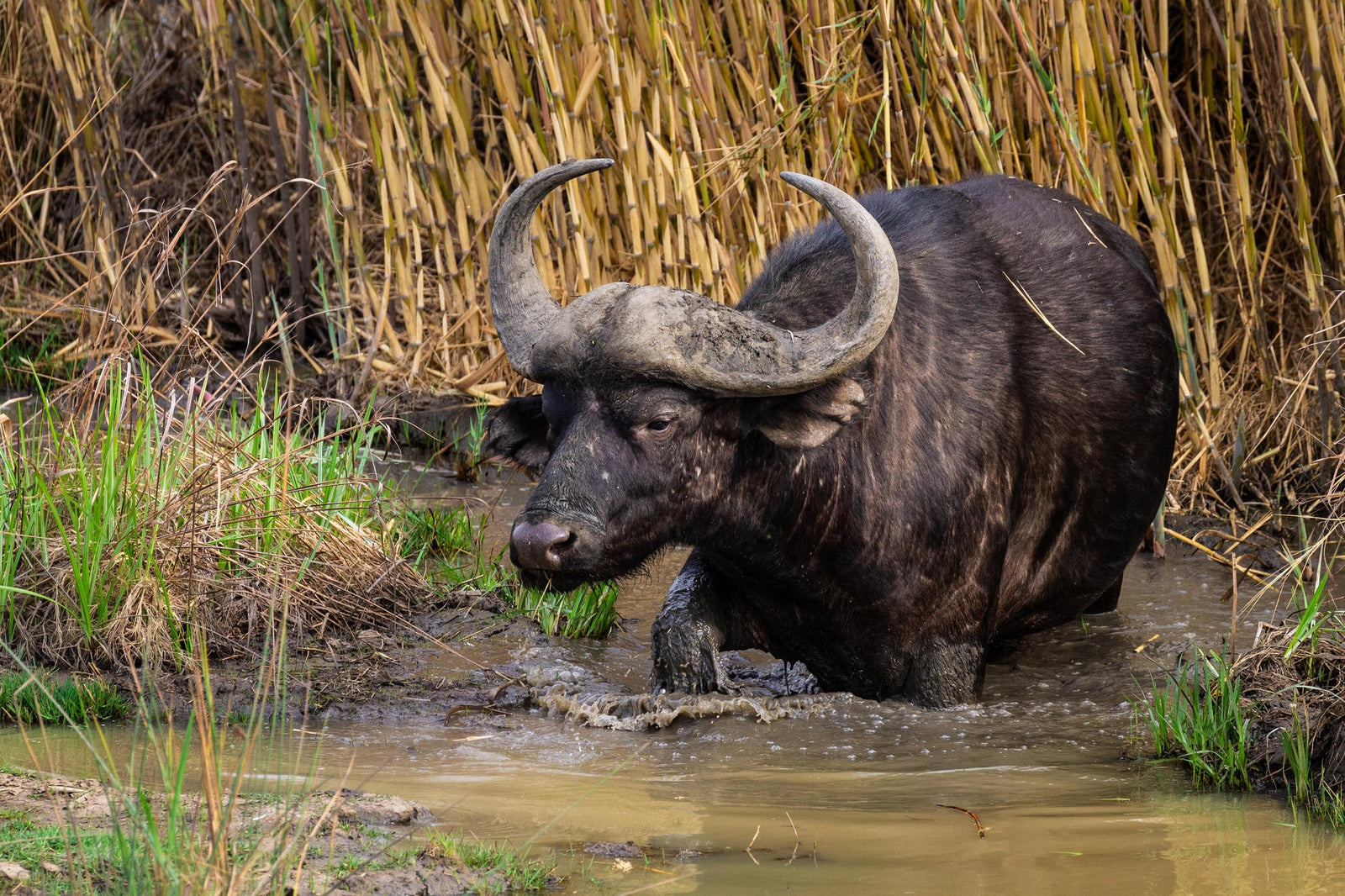 Mapesu Game Drives
