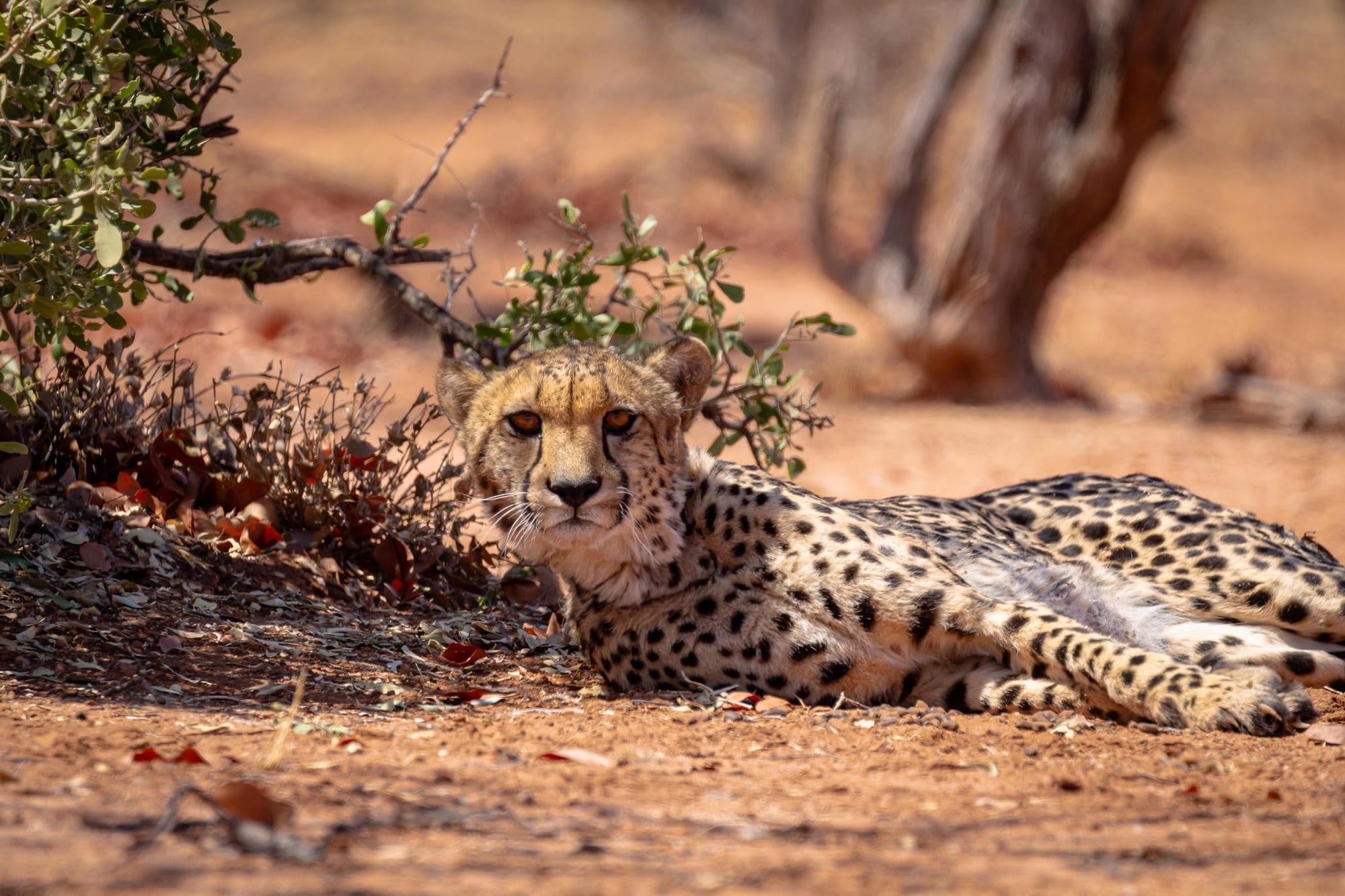 Mapesu Game Drives gallery image 5