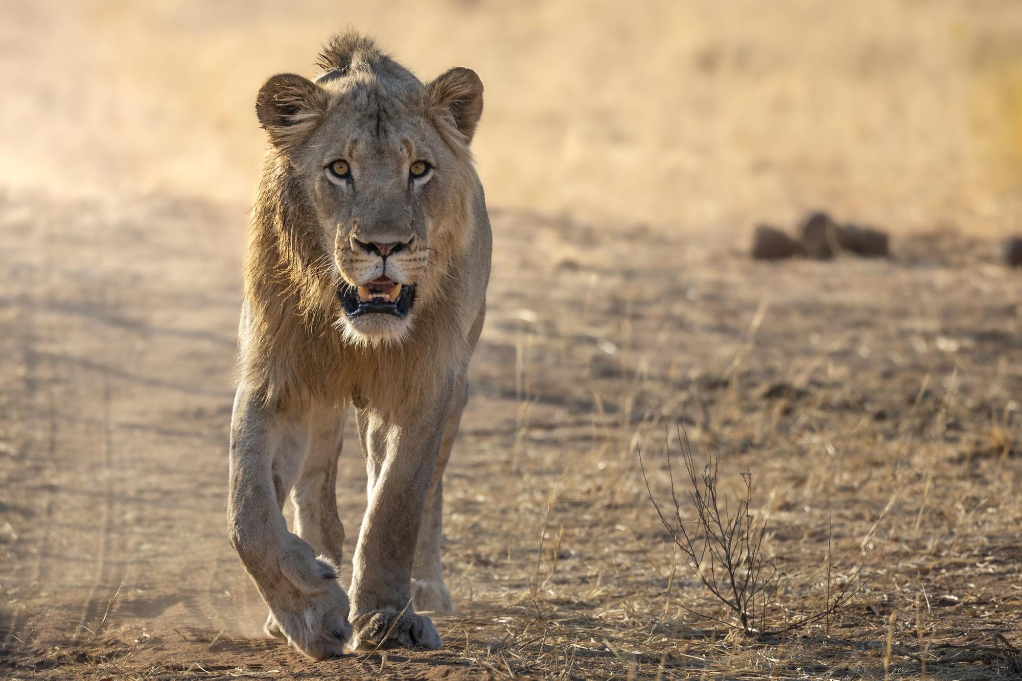 Mapesu Game Drives gallery image 7