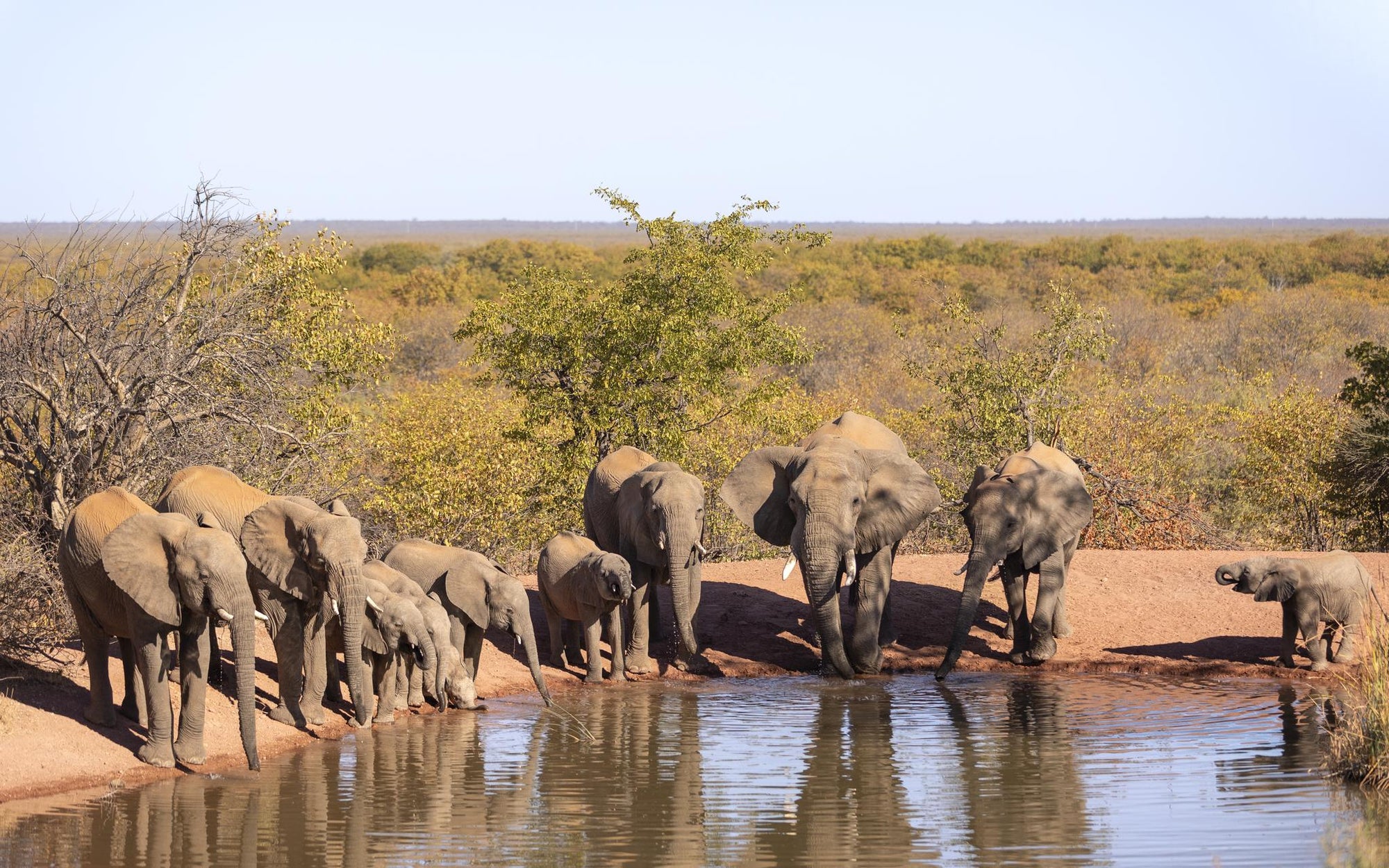Mapesu Game Drives gallery image 6