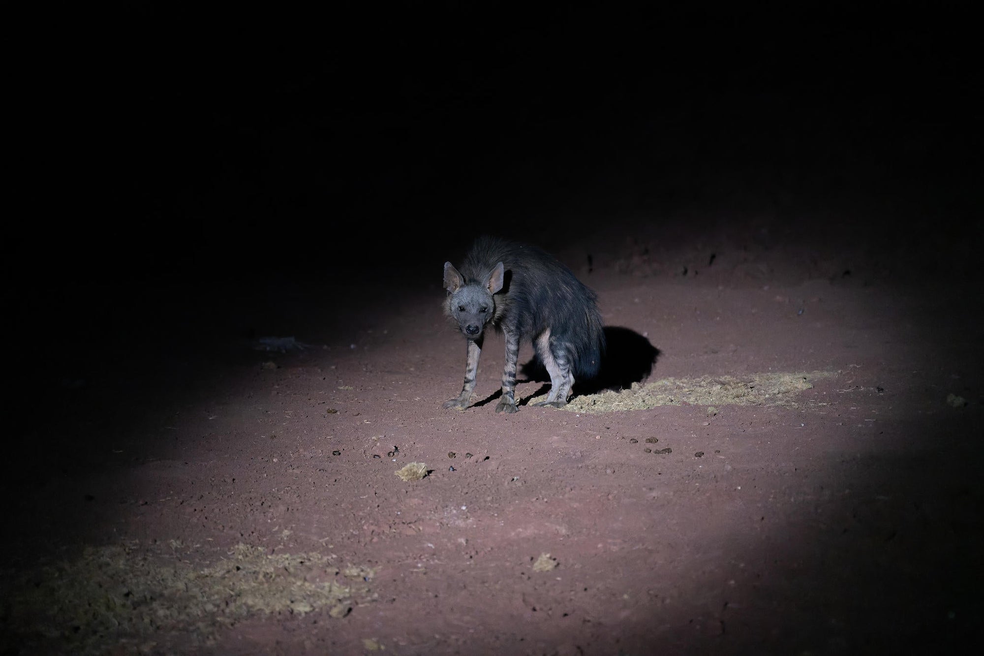 Mapesu Night Drive gallery image 3