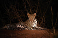 Mapesu Night Drive gallery image 1