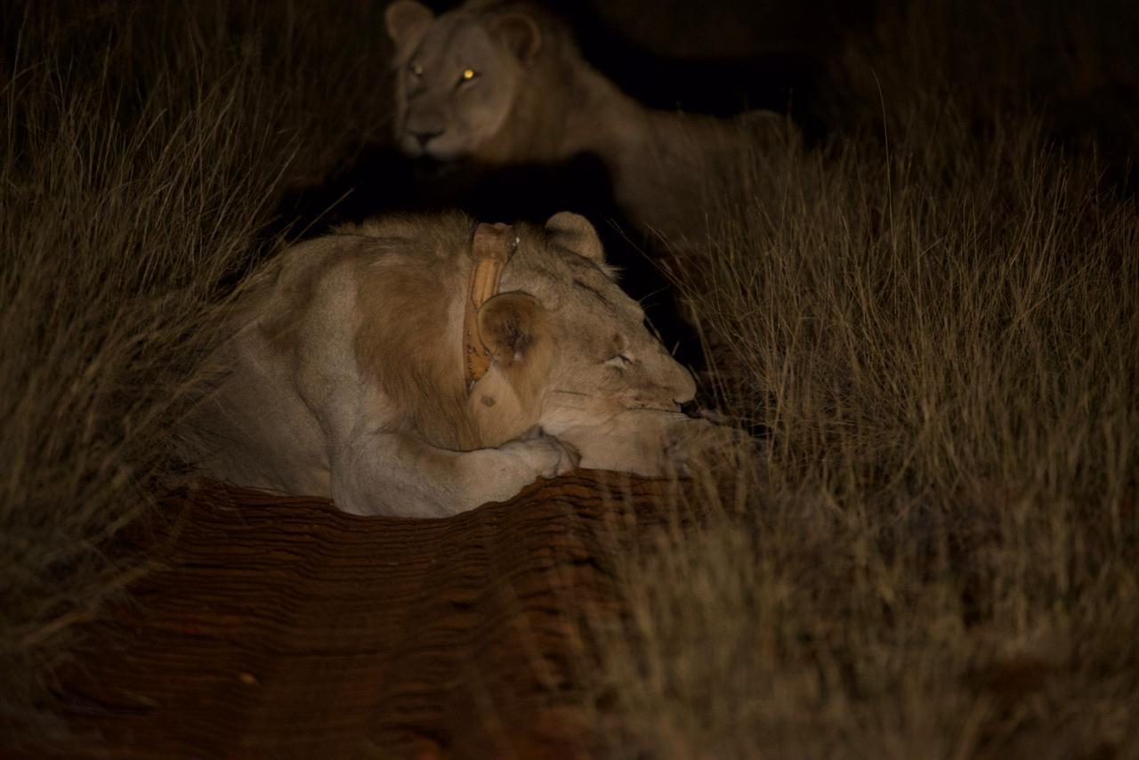 Mapesu Night Drive gallery image 4