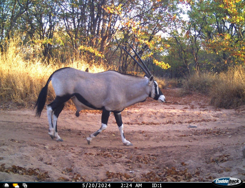 Mapesu Conservation Drive gallery image 3