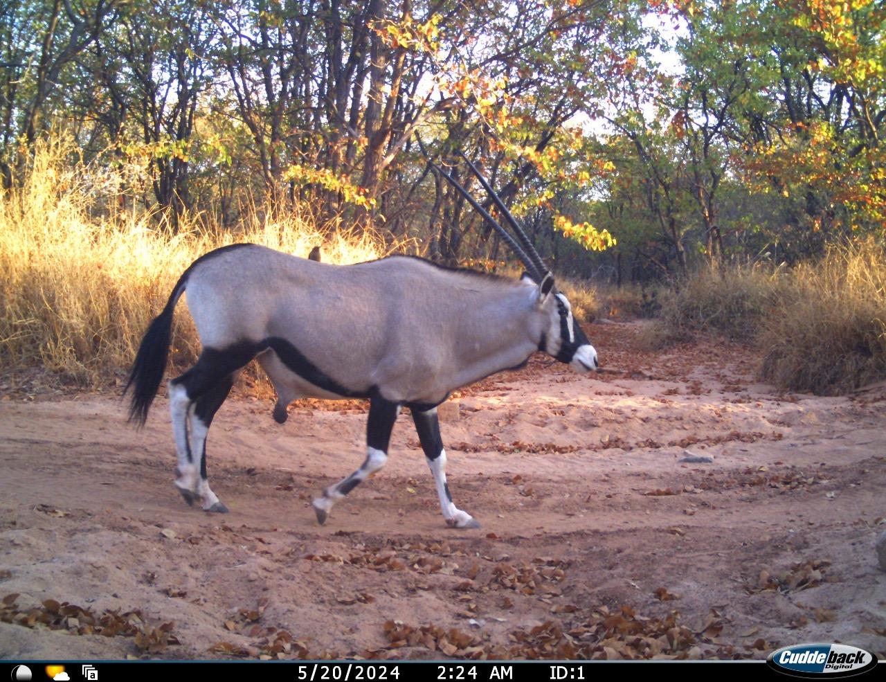 Mapesu Conservation Drive gallery image 3