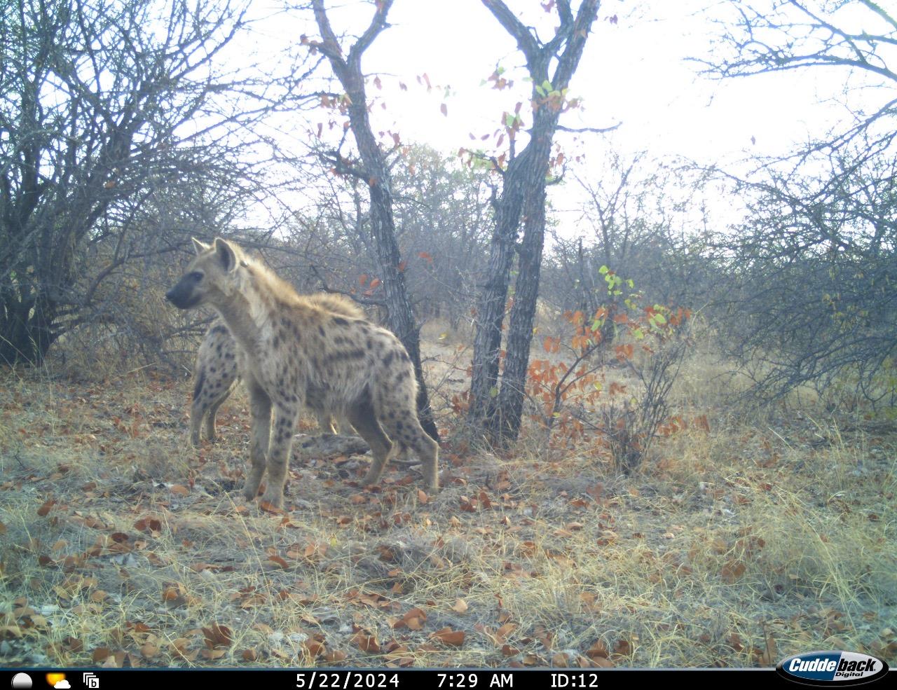 Mapesu Conservation Drive gallery image 4