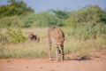 Endangered Wildlife Tracking gallery image 1