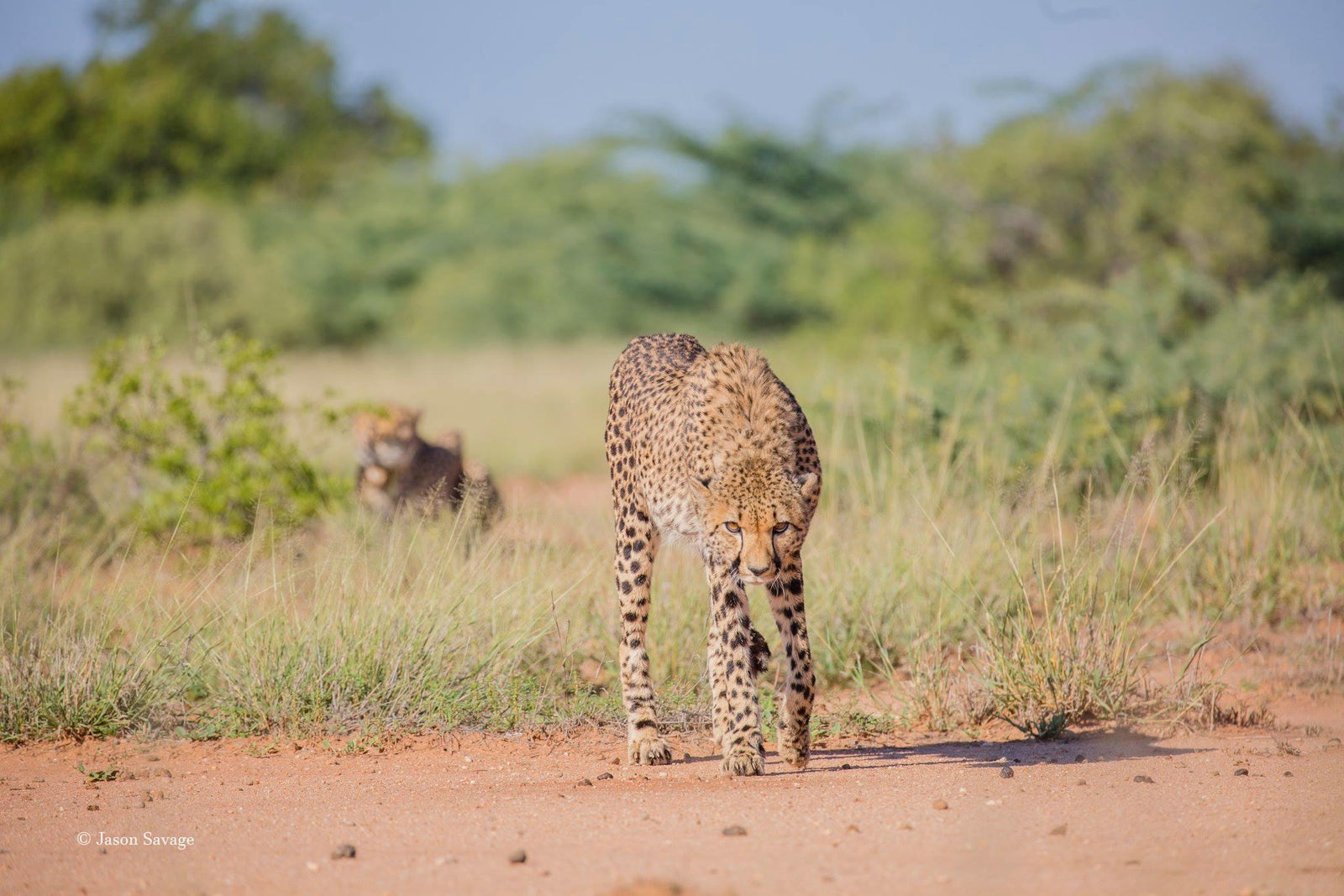 Endangered Wildlife Tracking