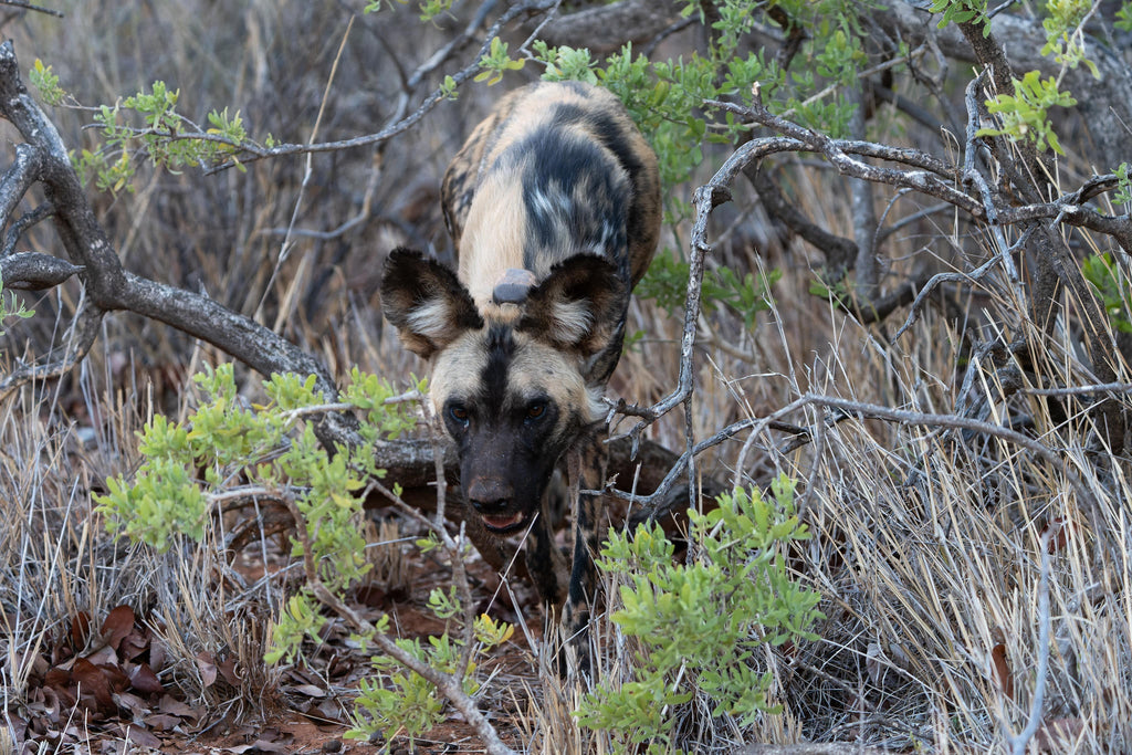 Endangered Wildlife Tracking gallery image 4