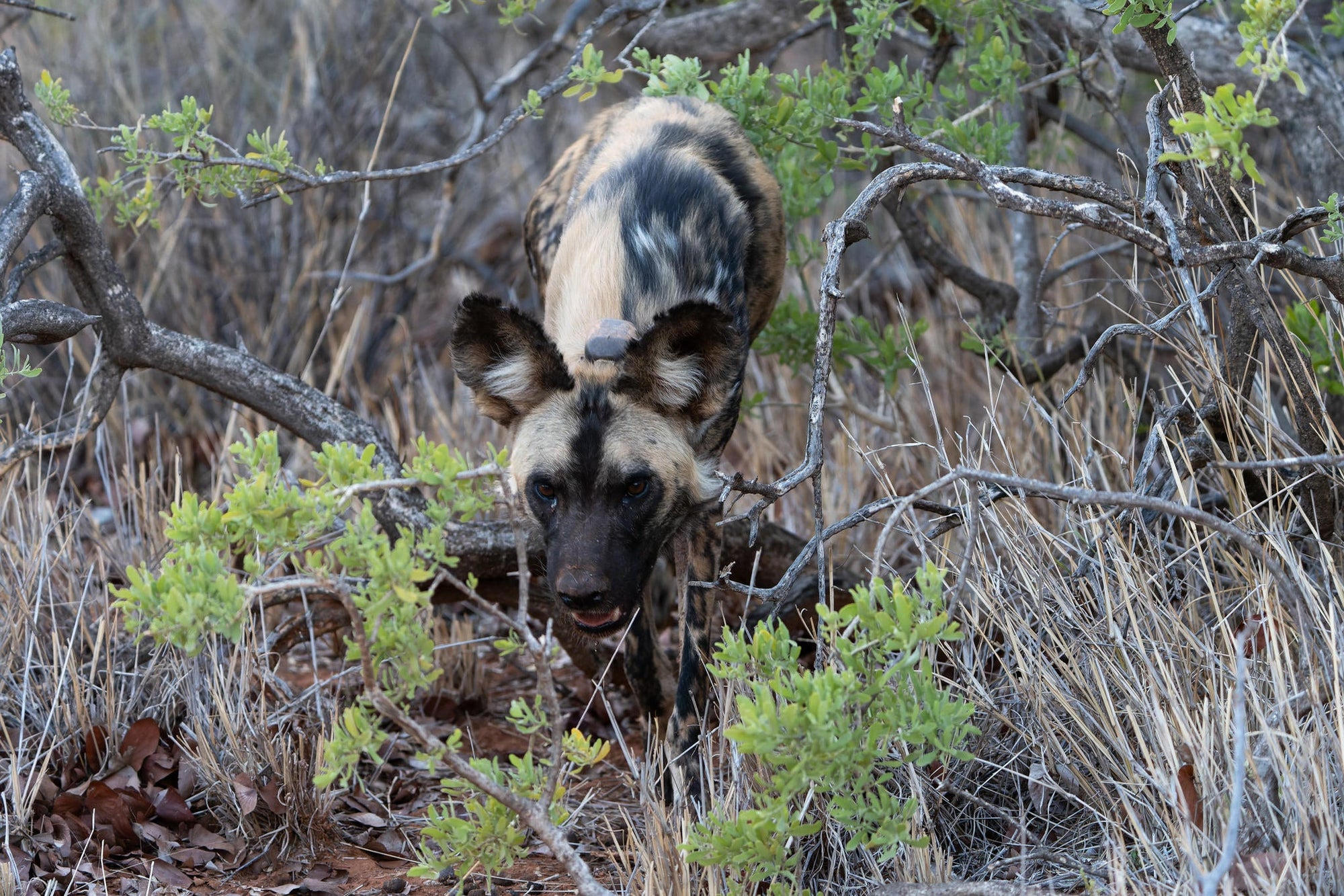 Endangered Wildlife Tracking gallery image 4