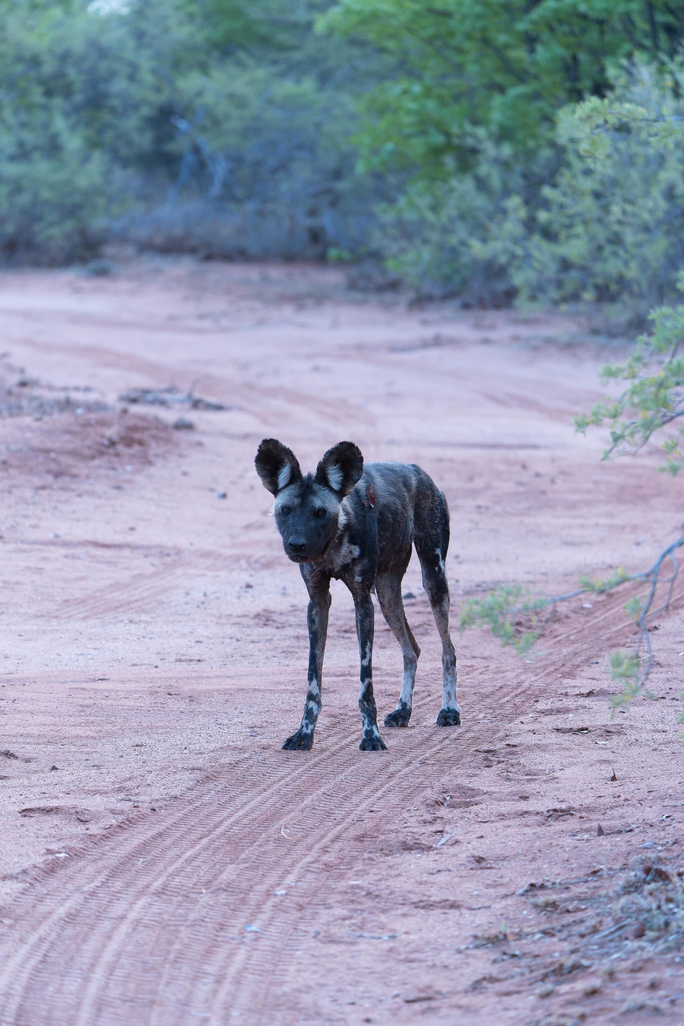 Endangered Wildlife Tracking gallery image 3