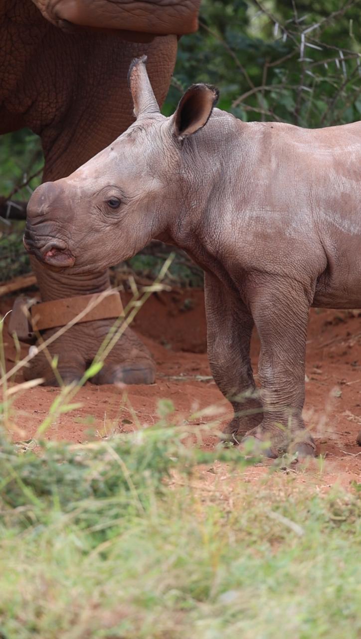Endangered Wildlife Tracking gallery image 5