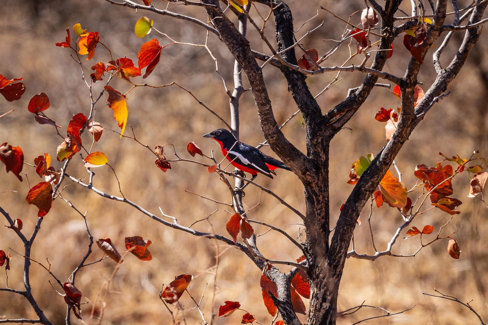 Specialist Birding Excursion gallery image 2