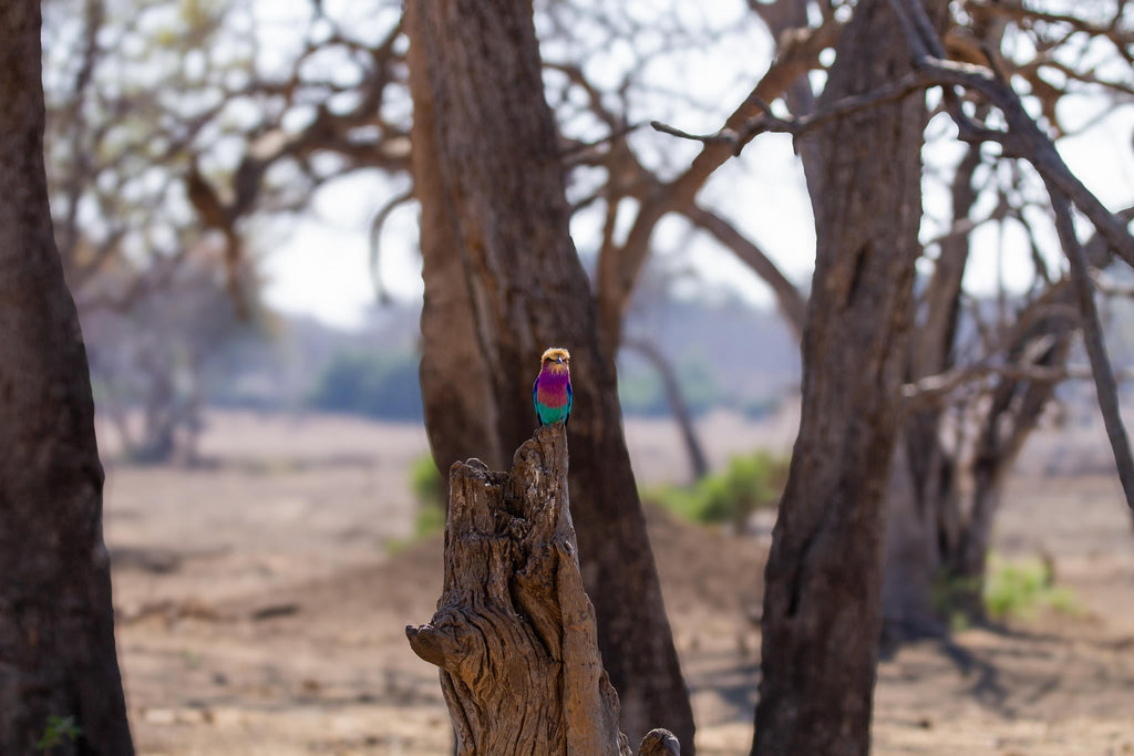 Specialist Birding Excursion gallery image 4
