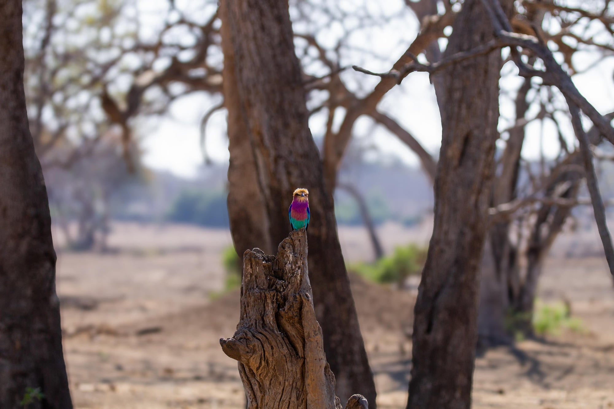 Specialist Birding Excursion gallery image 4