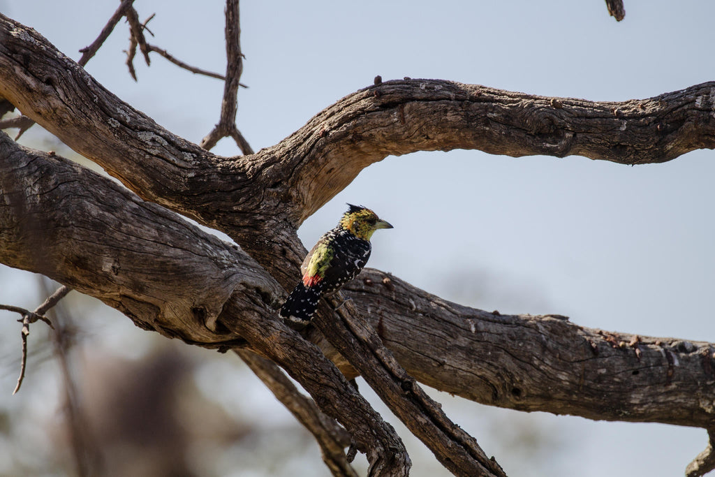 Specialist Birding Excursion gallery image 5