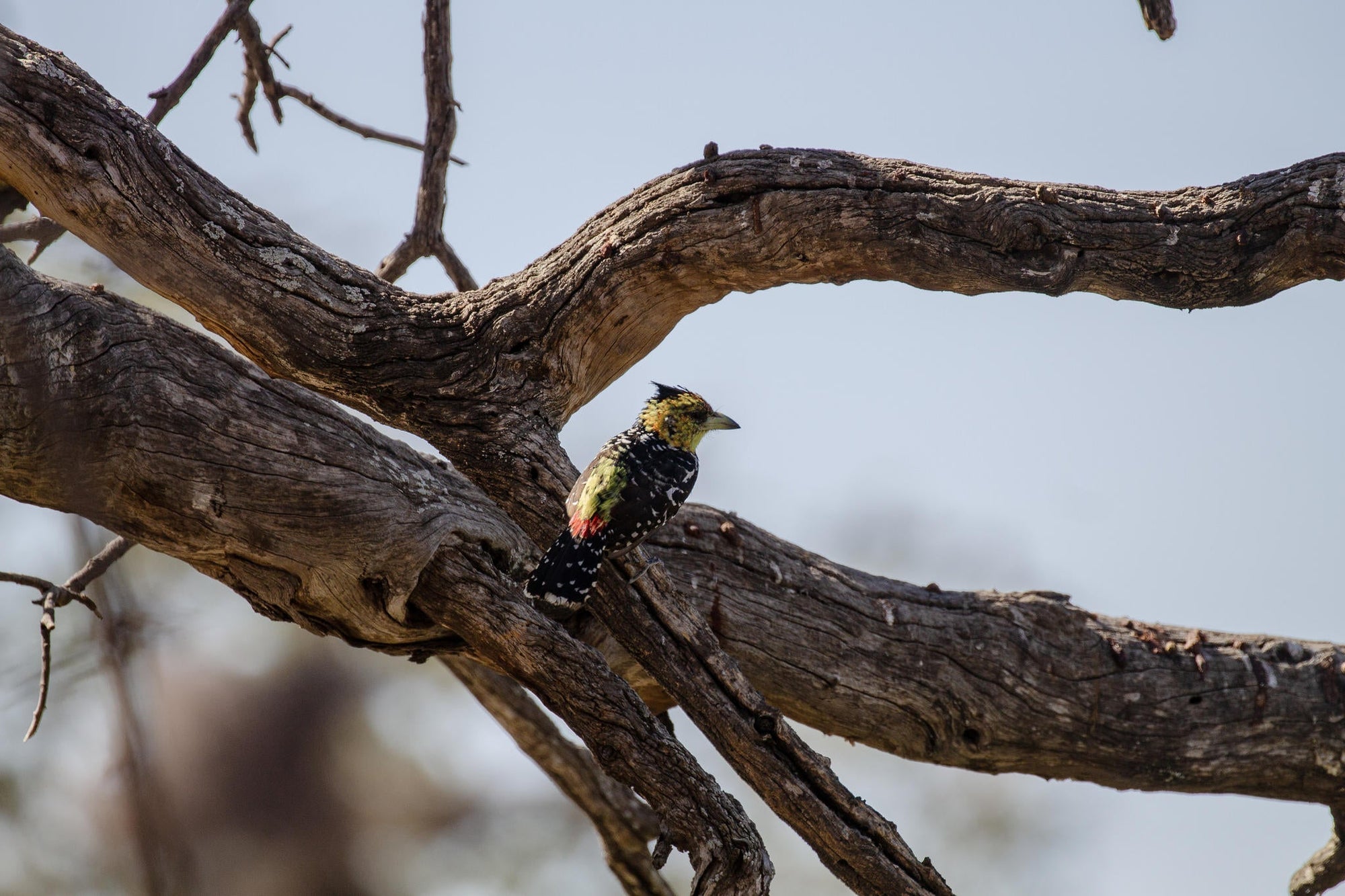 Specialist Birding Excursion gallery image 5