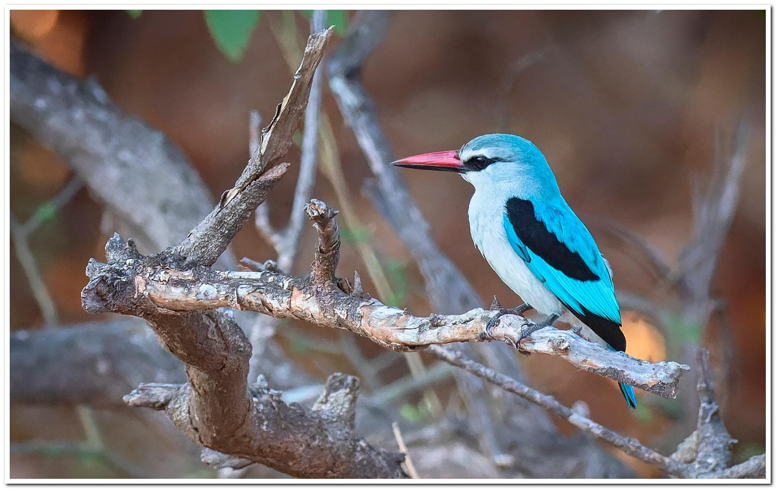 Specialist Birding Excursion gallery image 3