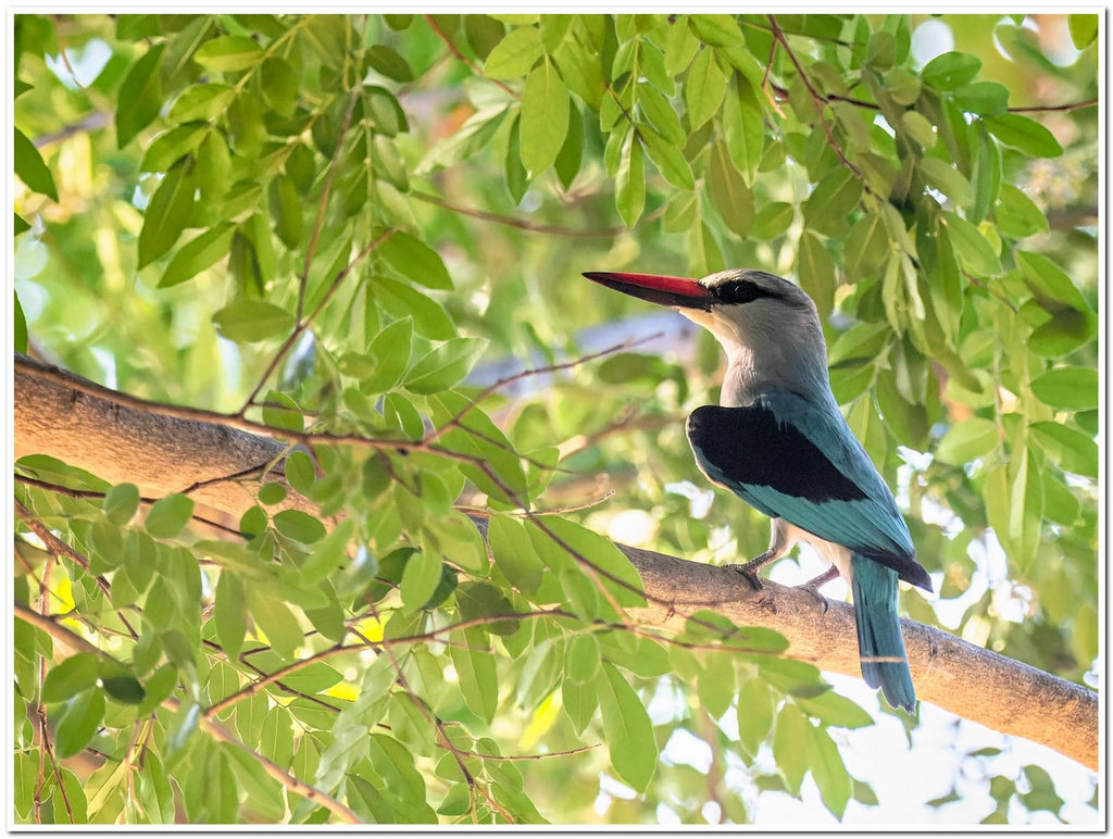 Specialist Birding Excursion gallery image 7