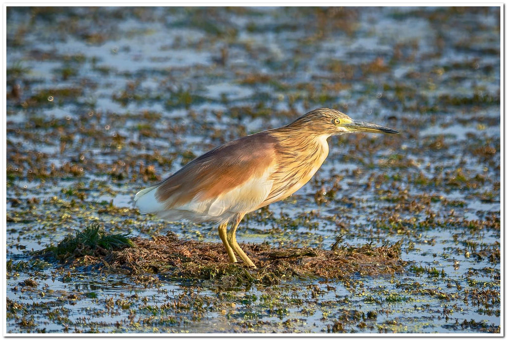 Specialist Birding Excursion gallery image 9