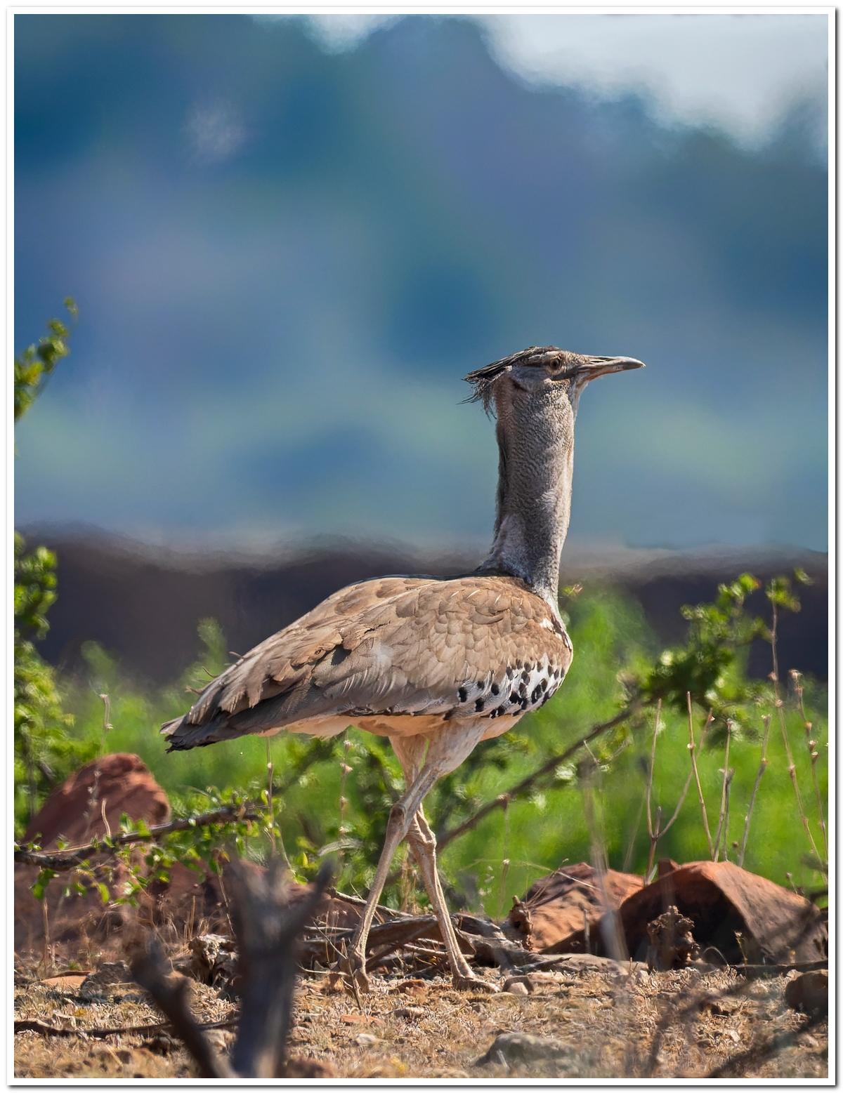 Specialist Birding Excursion gallery image 8