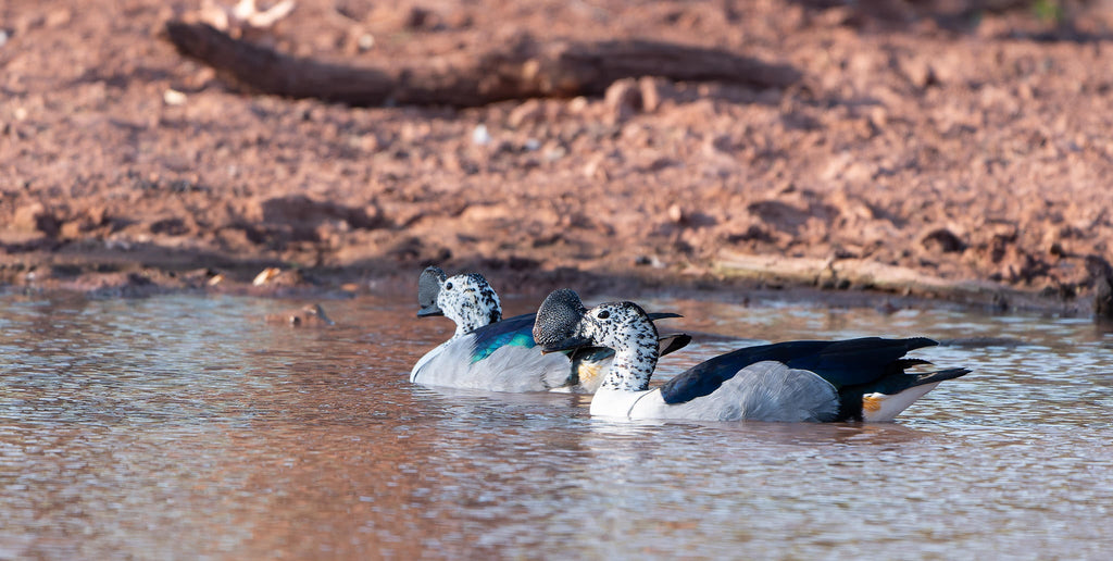 Specialist Birding Excursion gallery image 6