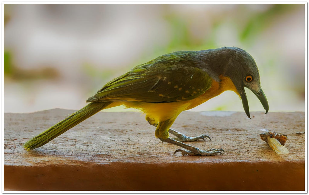 Specialist Birding Excursion gallery image 10